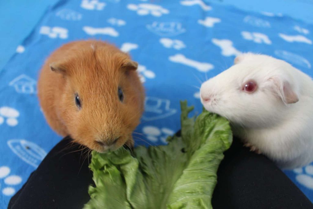 Can you cuddle with a hot sale guinea pig