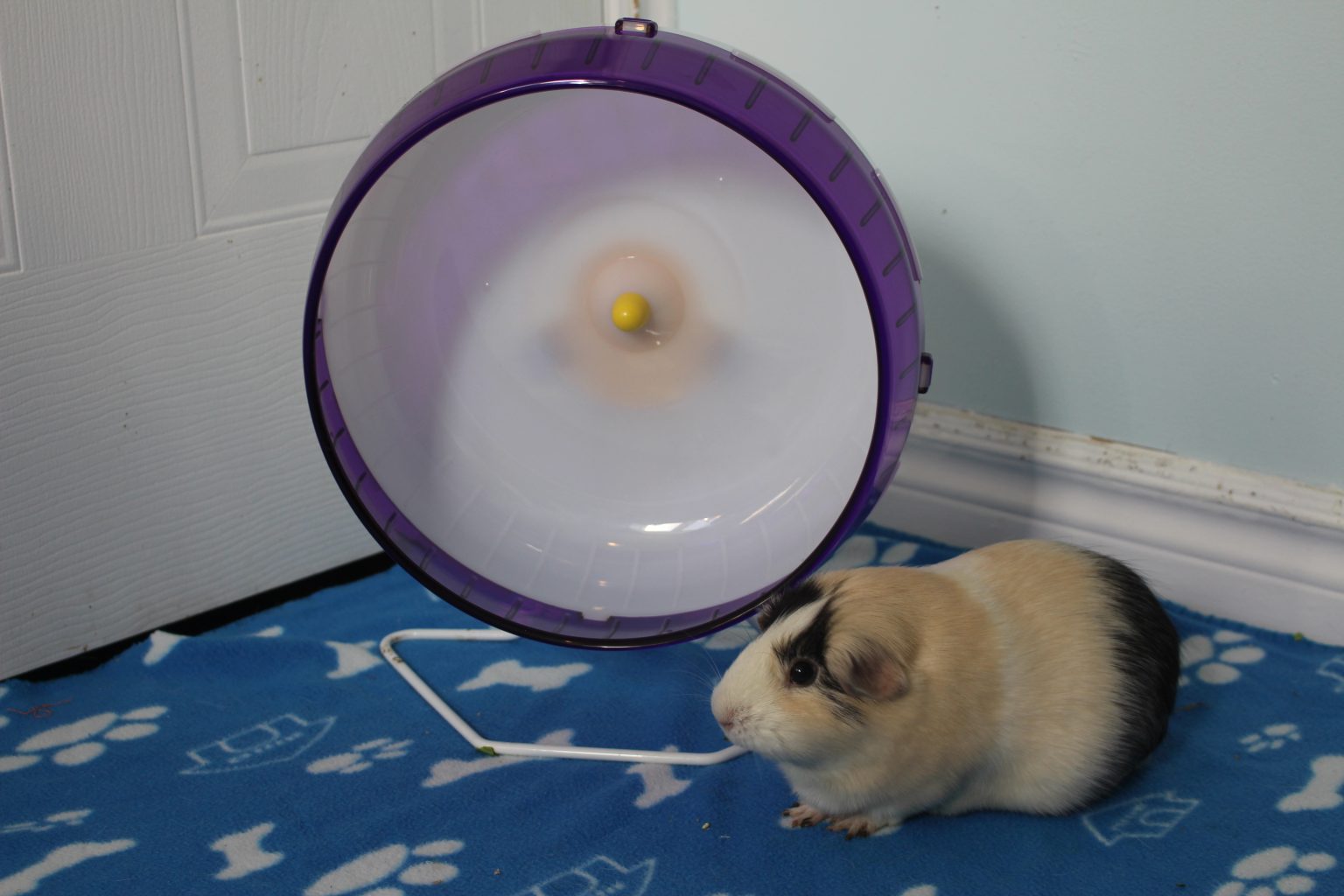 5-things-you-should-never-teach-your-guinea-pig-amazing-animal-tricks