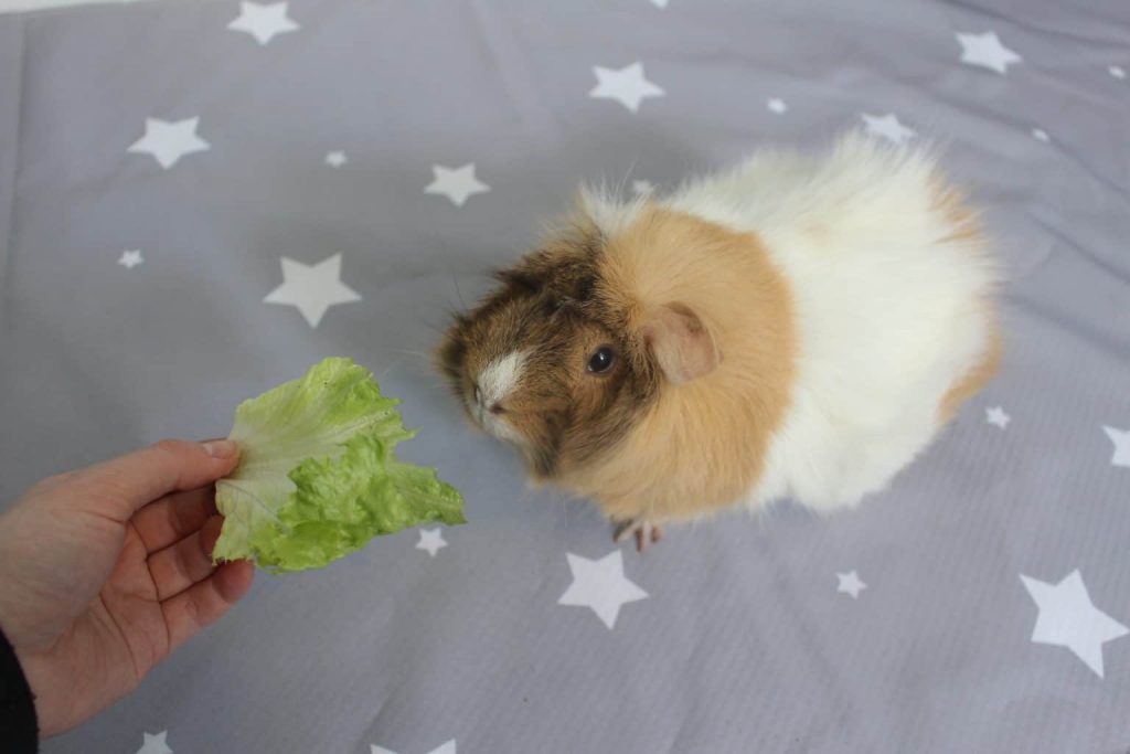 Treats to outlet give guinea pigs