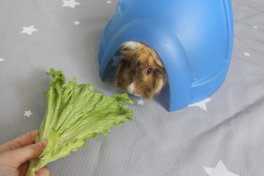 do guinea pigs like dog treats