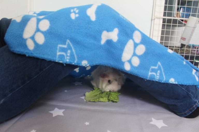 Taming & Bonding With Your Guinea Pig Amazing Animal Tricks