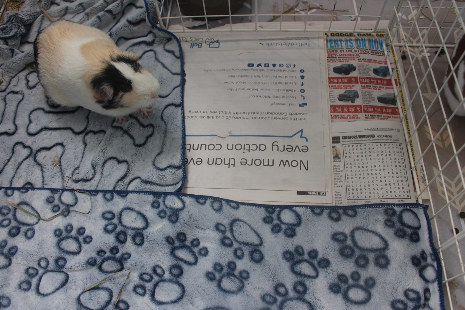 Litter Training Your Guinea Pig Amazing Animal Tricks