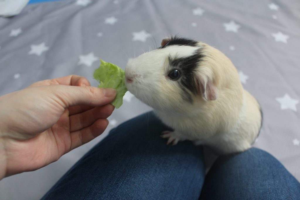 Training your hot sale guinea pig