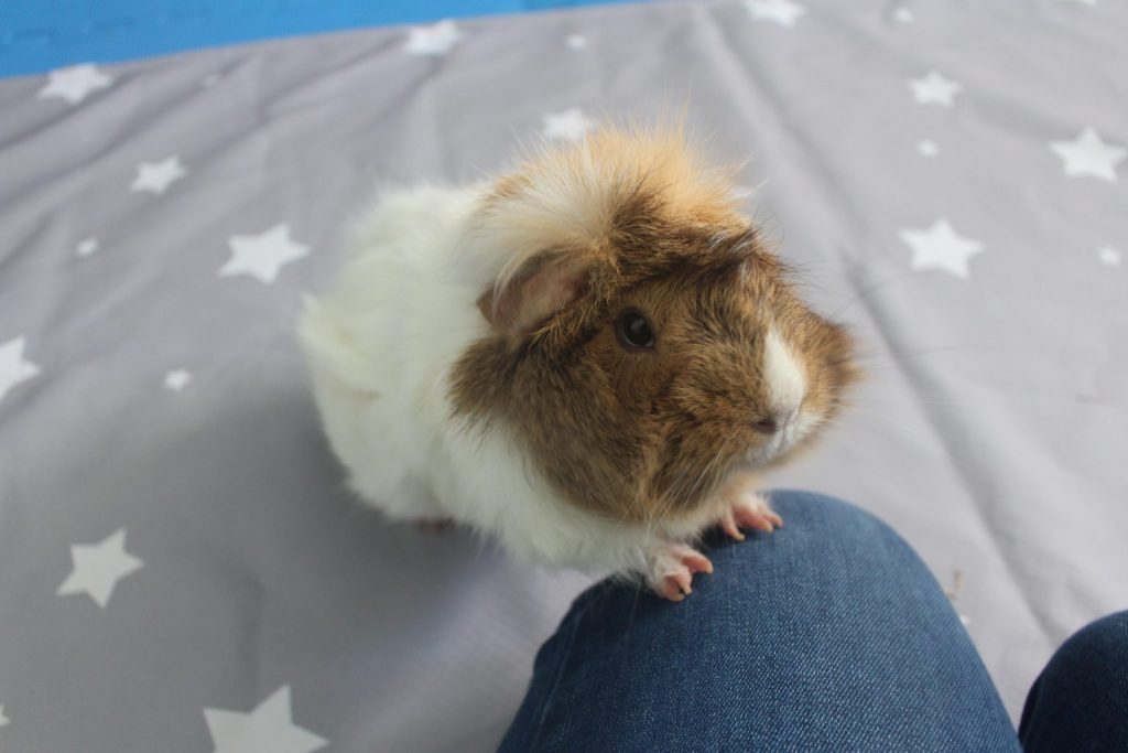 How To Train Your Guinea Pig - Ultimate Beginner's Guide - Amazing ...