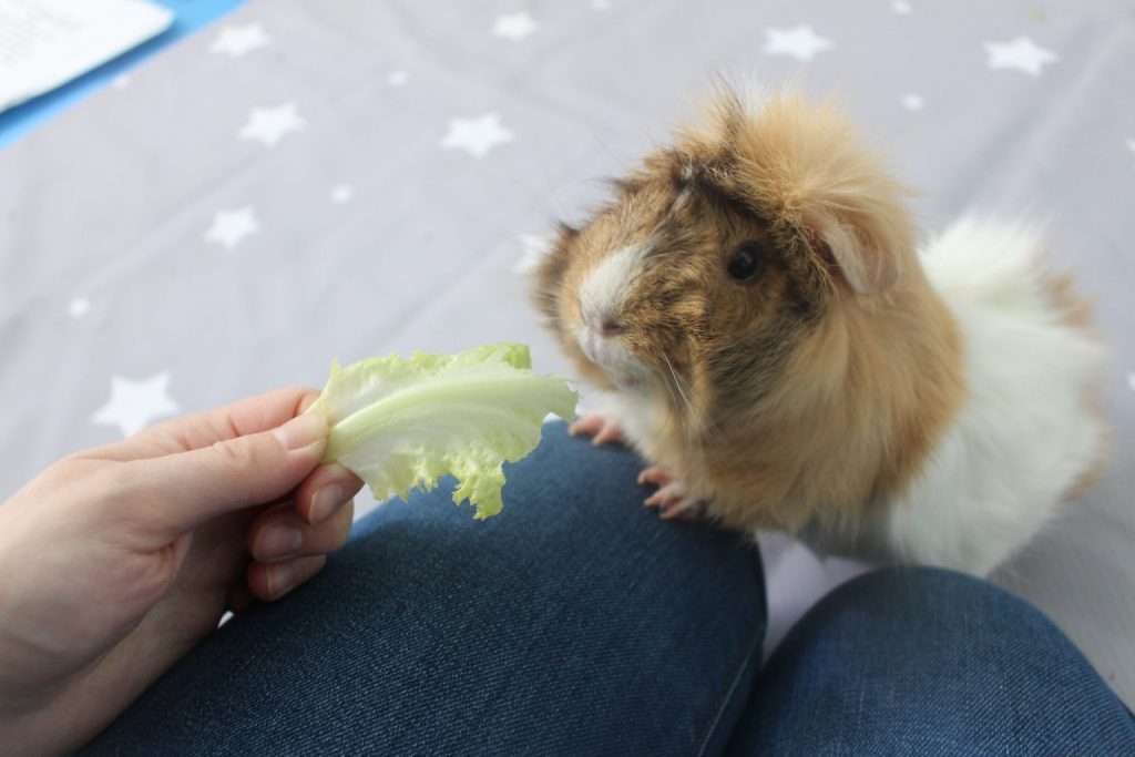 Hand feeding baby guinea pigs best sale