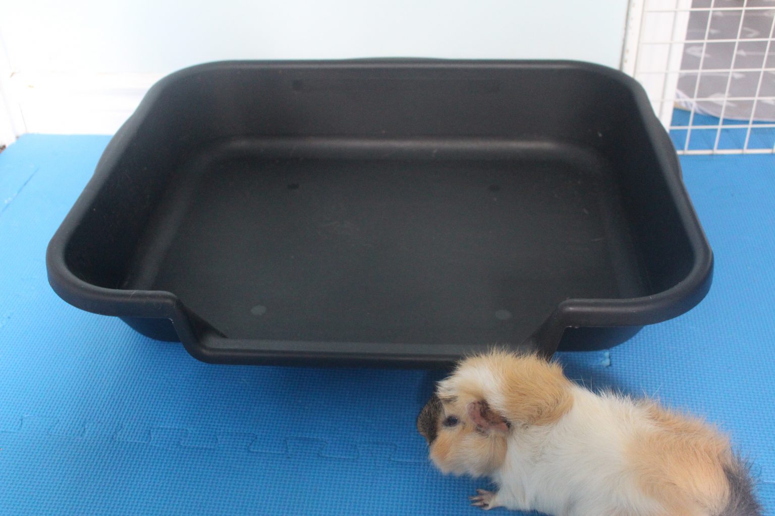 Litter Training Your Guinea Pig Amazing Animal Tricks