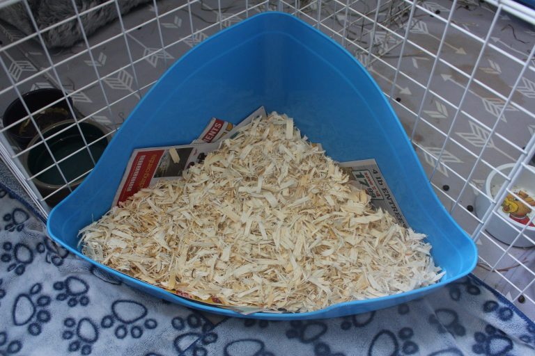 Litter Training Your Guinea Pig Amazing Animal Tricks