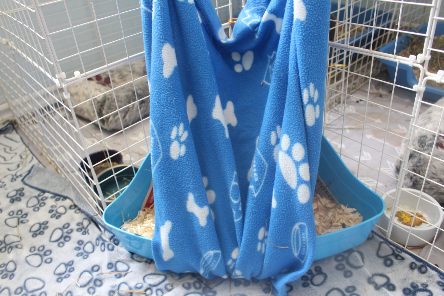 Litter Training Your Guinea Pig Amazing Animal Tricks