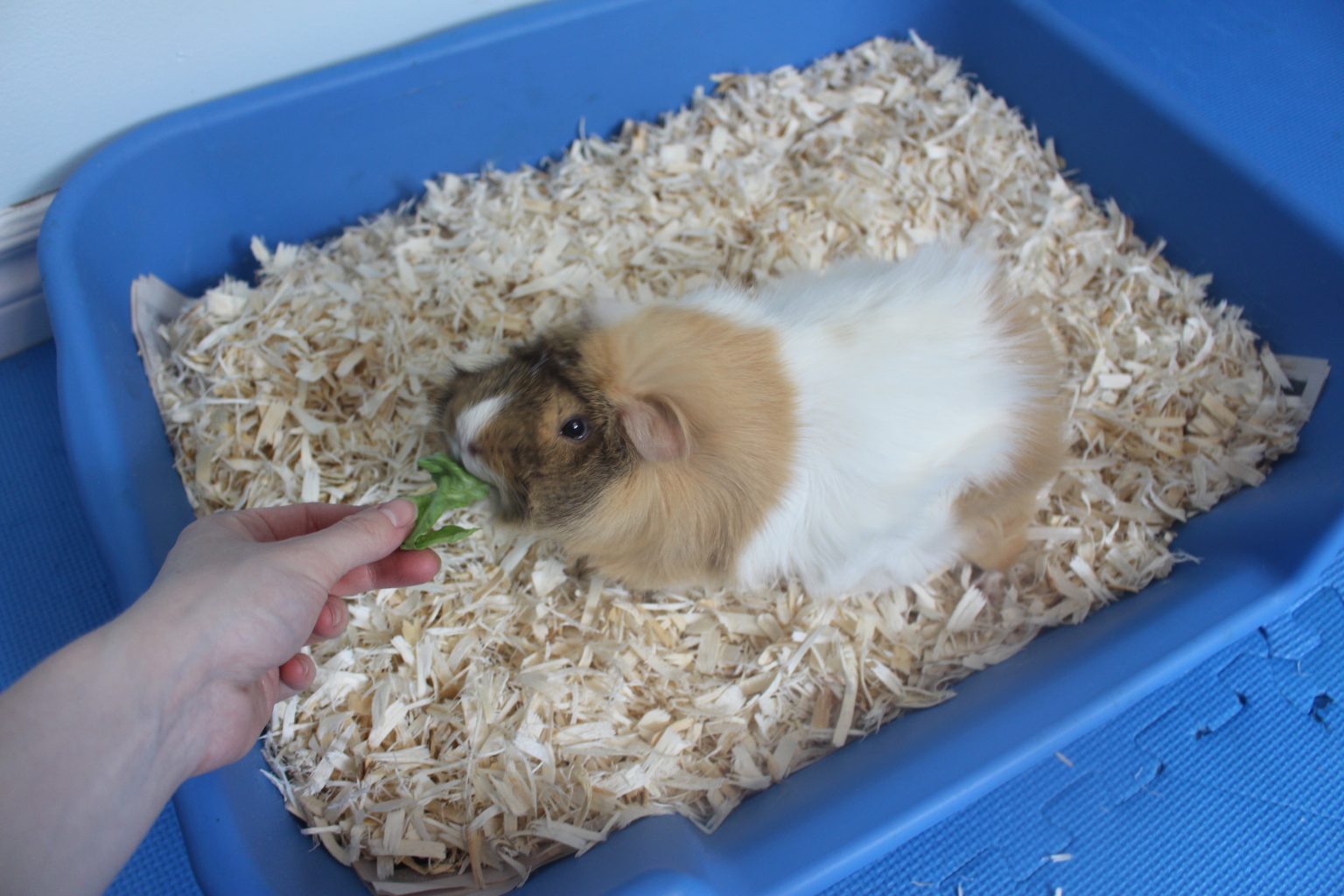 Litter Training Your Guinea Pig Amazing Animal Tricks