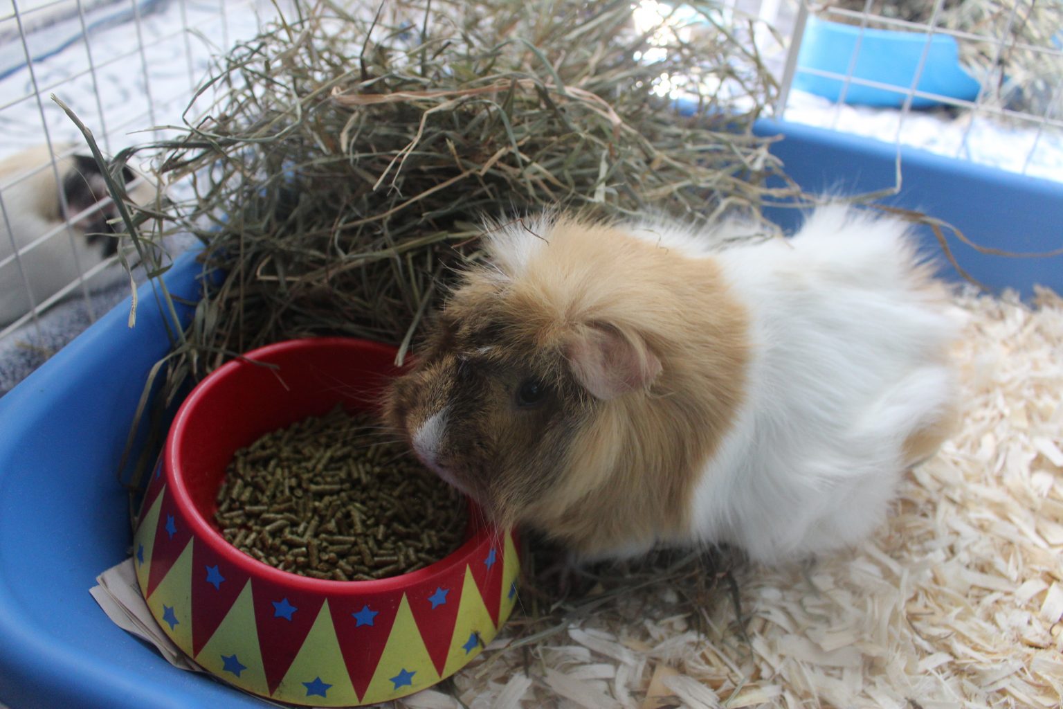 Litter Training Your Guinea Pig Amazing Animal Tricks