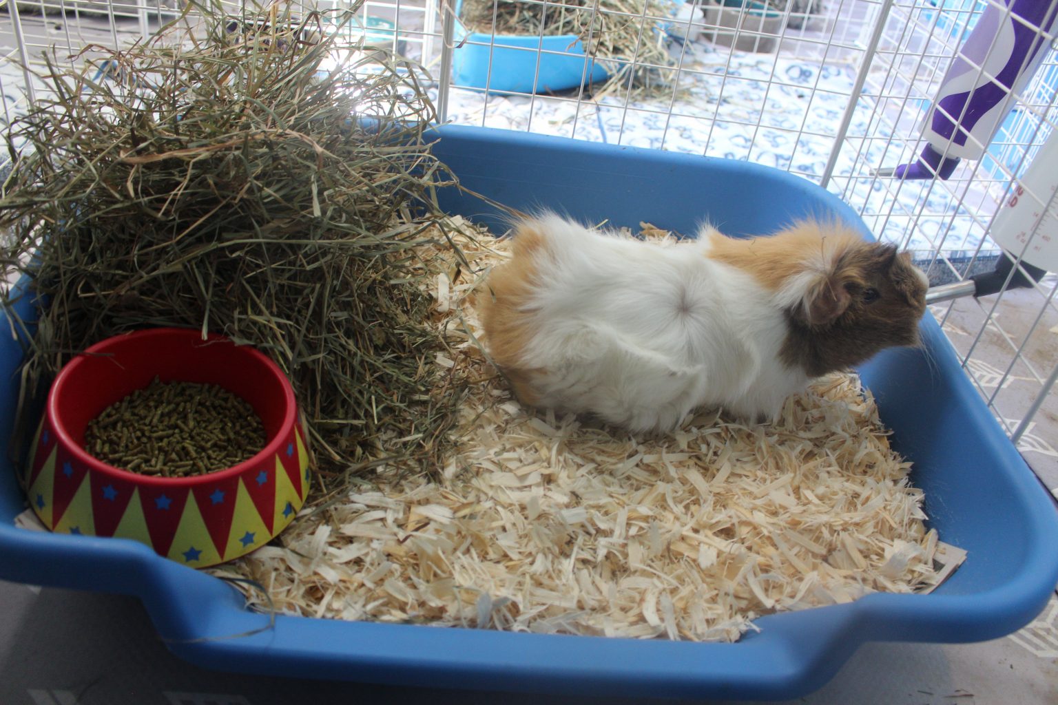 Litter Training Your Guinea Pig Amazing Animal Tricks