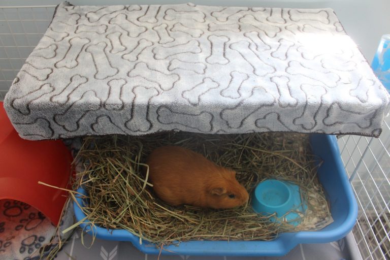 Litter Training Your Guinea Pig Amazing Animal Tricks