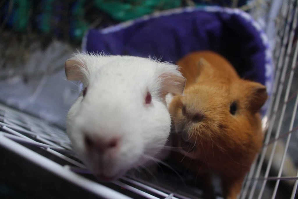 Guinea pig chewing on hot sale cage