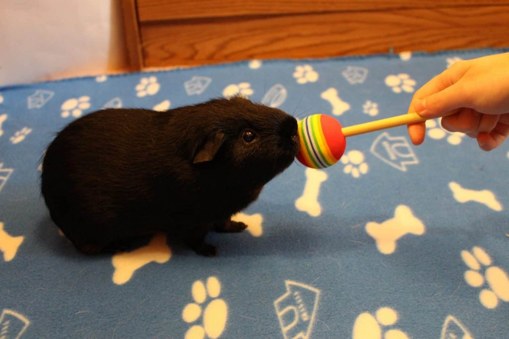 Guinea pig outlet food target