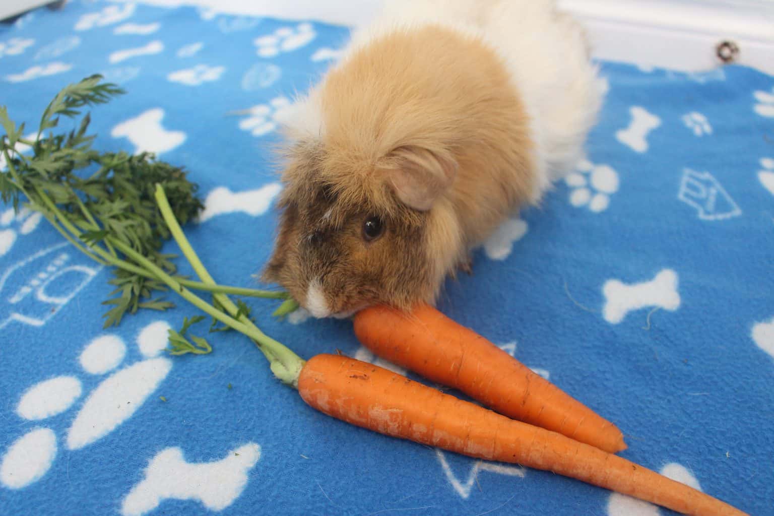 How To Teach Your Guinea Pig To Respond To Their Name Amazing Animal