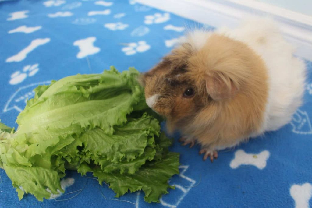 Guinea pig store chewing on cage