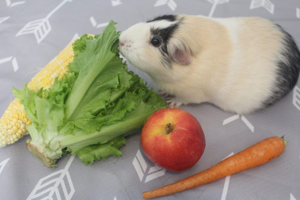 Can you give outlet a guinea pig lettuce