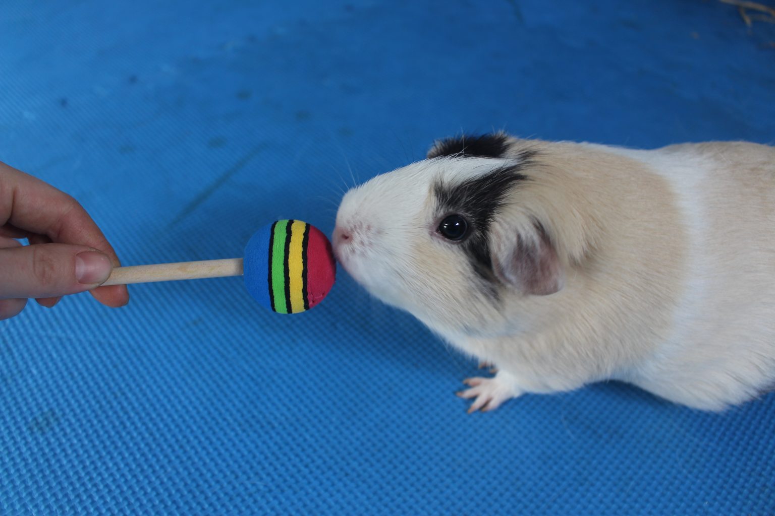 How To Train Your Guinea Pig Ultimate Beginner's Guide Amazing