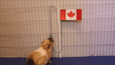 Canada Day Guinea Pig Tricks and Fun!