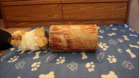 How To Teach A Guinea Pig To Go Through A Tunnel Amazing Animal Tricks