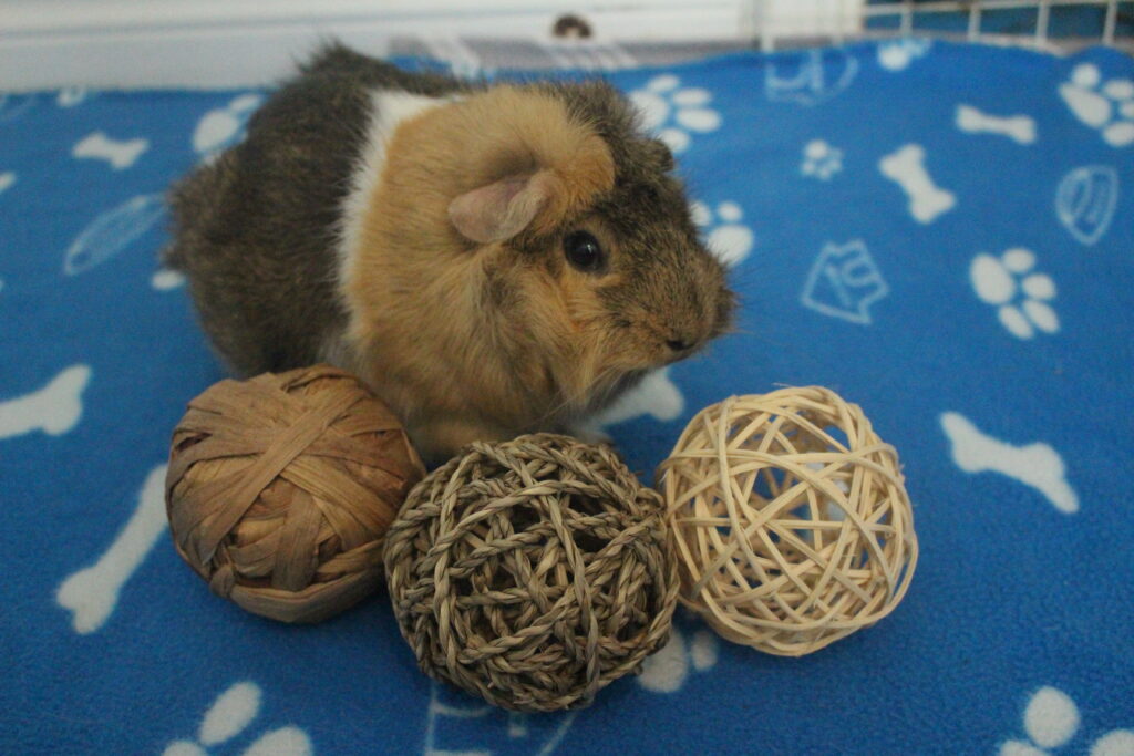 Guinea pig items best sale